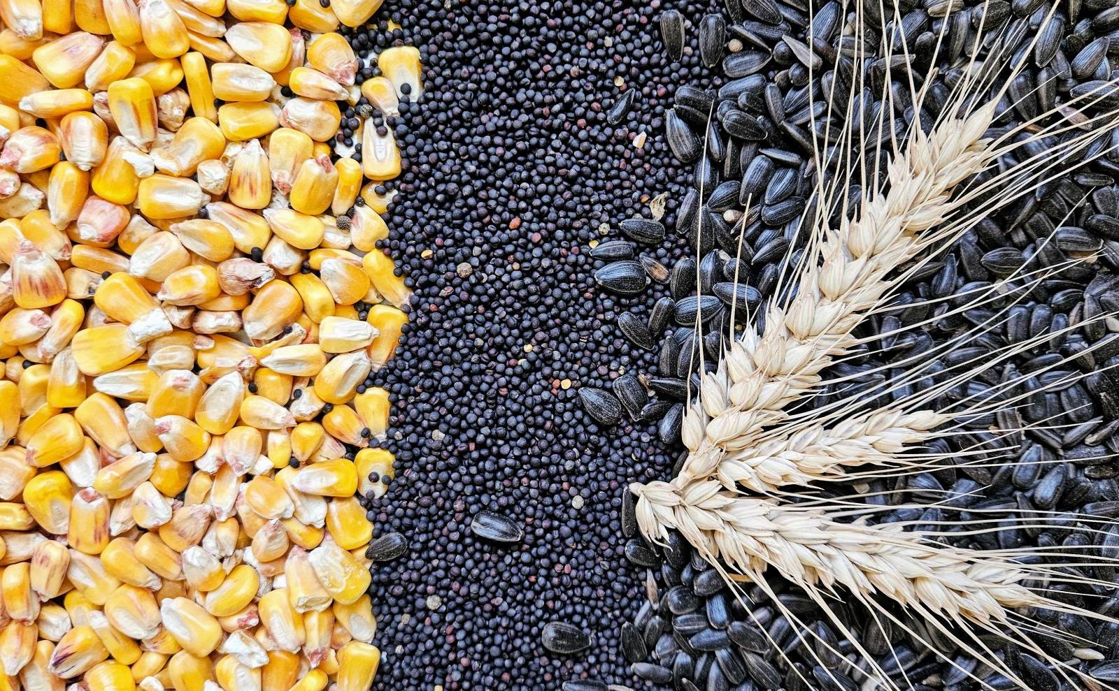 mais-raps-sonnenblumenkerne