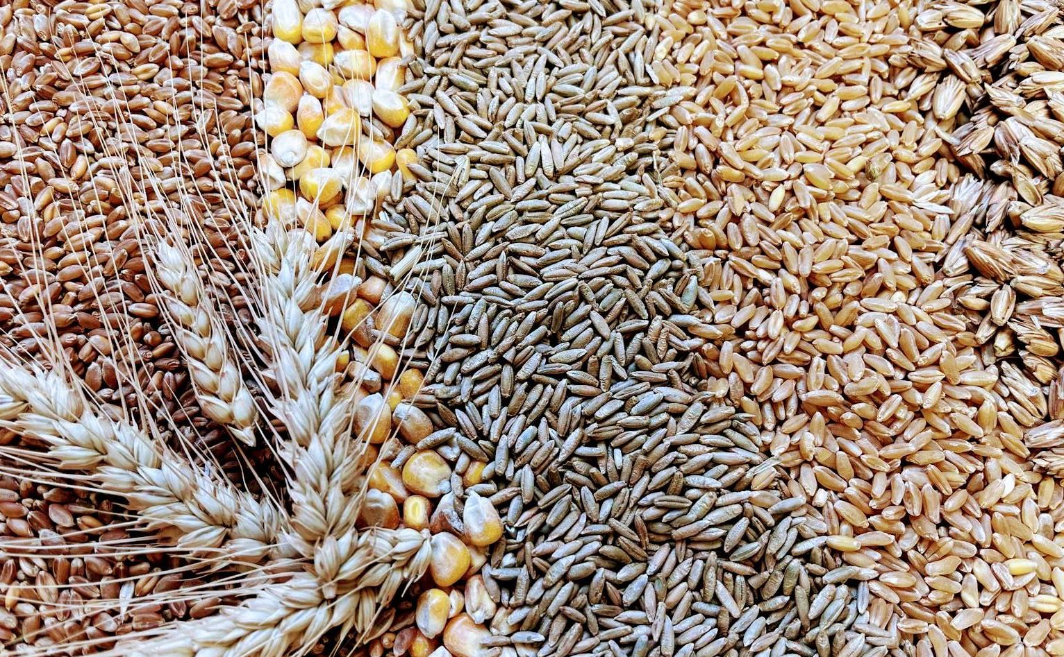 speisegetreide